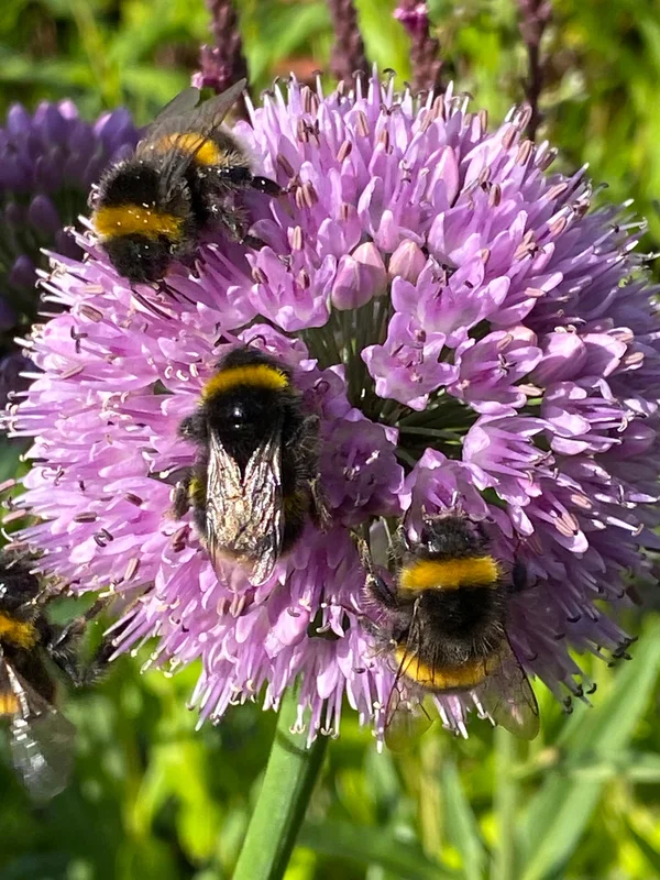 edulis3008603