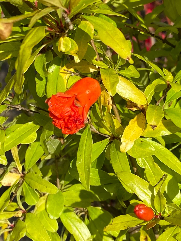 edulis3008886