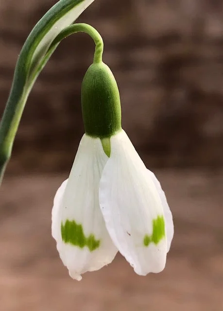 edulis3008937