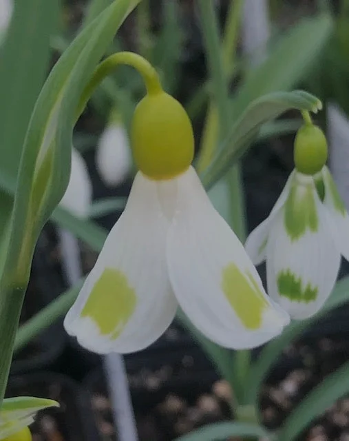 edulis3008946