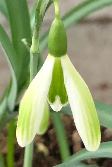 edulis3009073