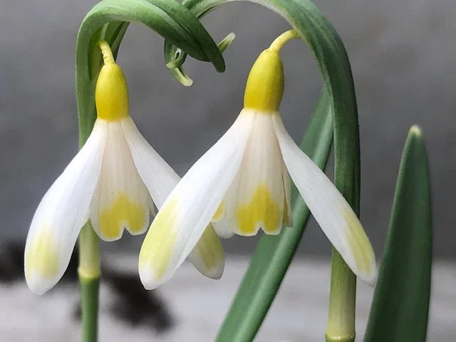 edulis3009121