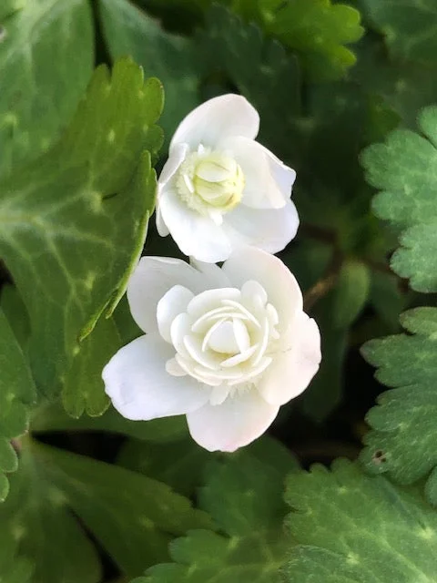 edulis3009221