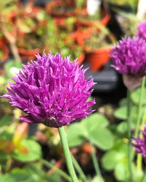 edulis3009518
