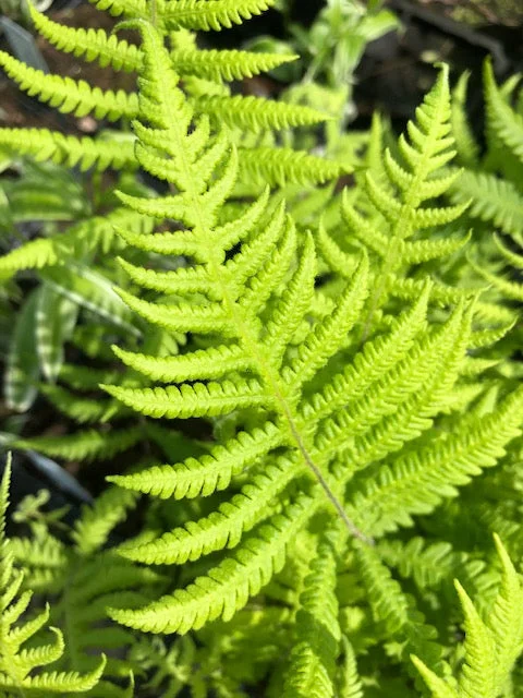 edulis3009534