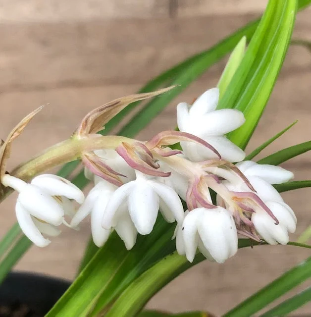 edulis3009574