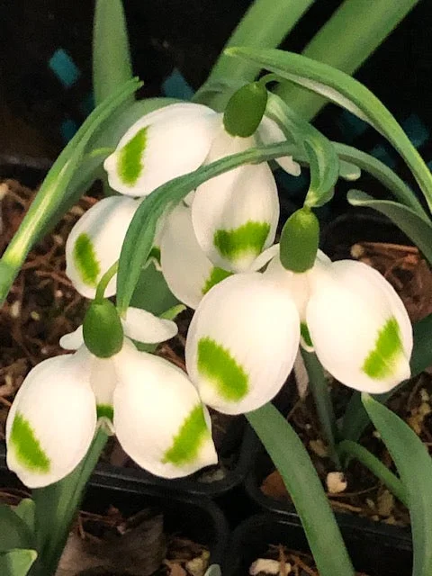 edulis3009601