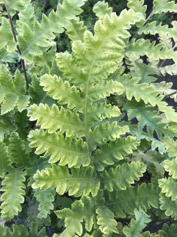 edulis3009617
