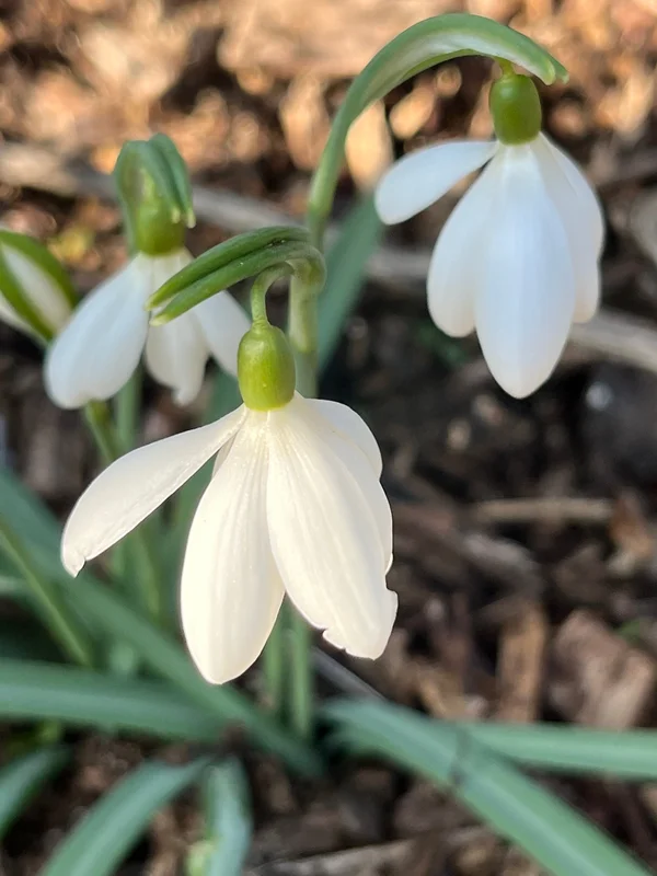 edulis3009699