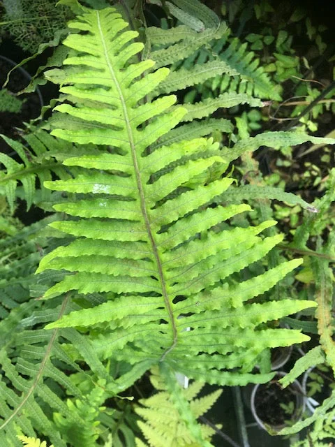 edulis3009836