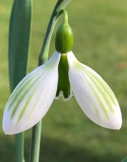 edulis3009974