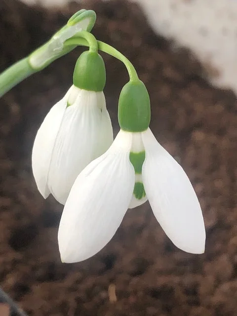 edulis3010049