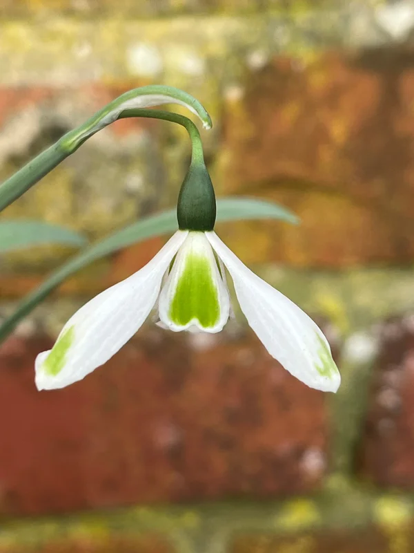 edulis3010115