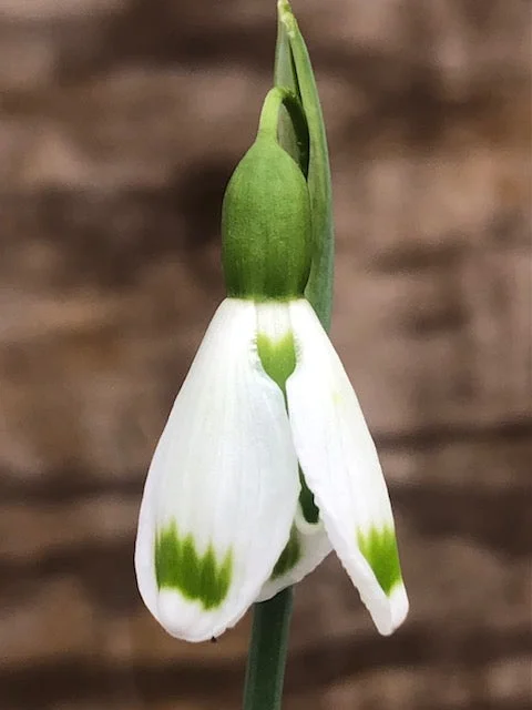 edulis3010160