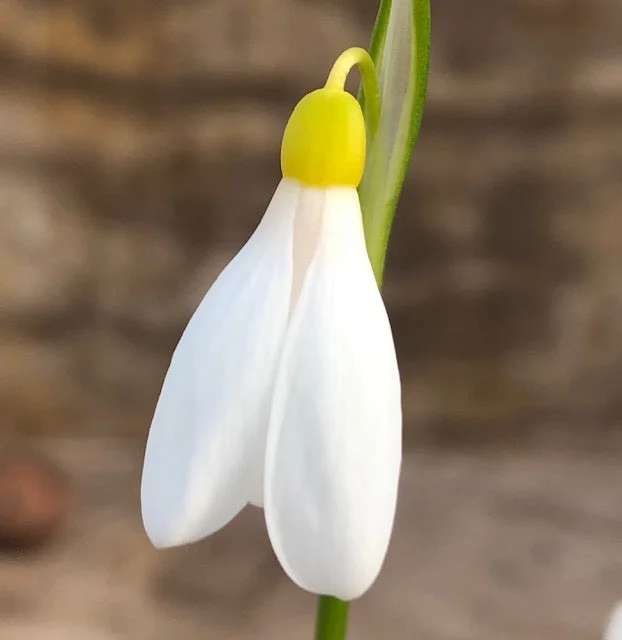 edulis3010172