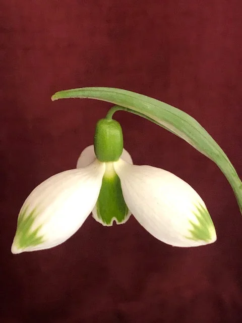 edulis3010192