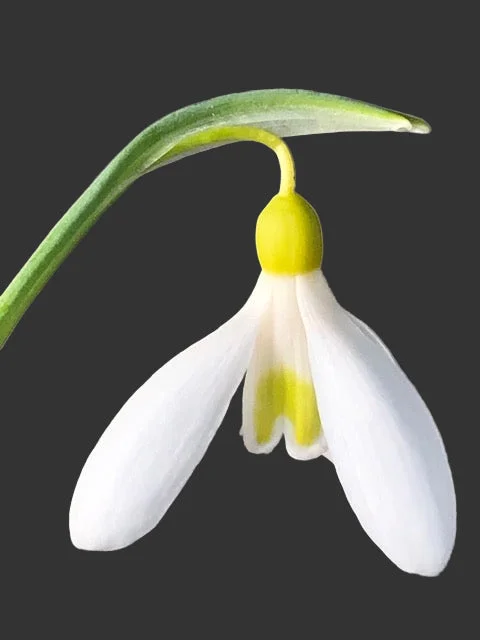 edulis3010239
