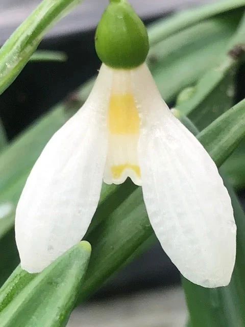 edulis3010264