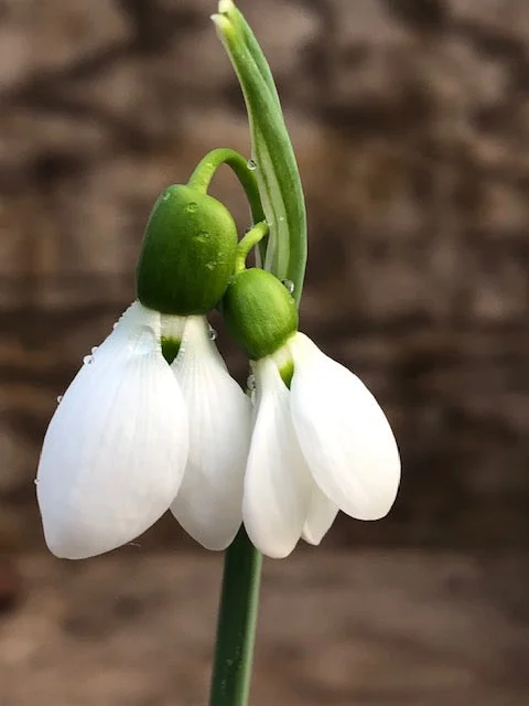 edulis3010277