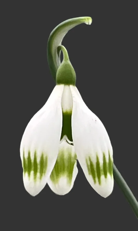 edulis3010348