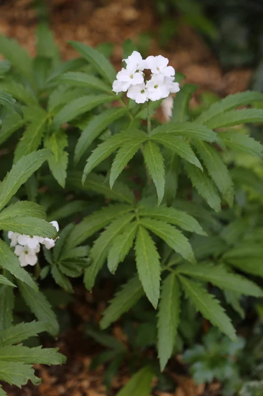 edulis3010404