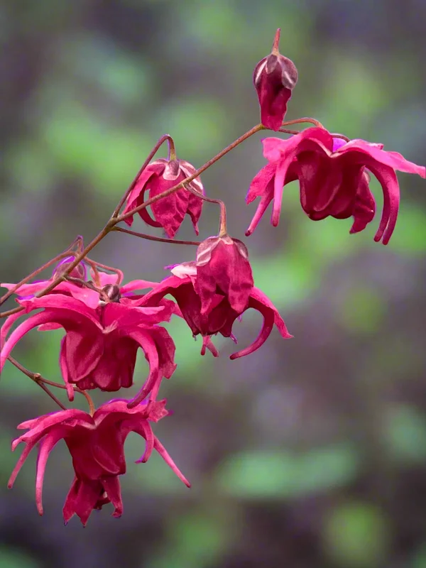 edulis3010581