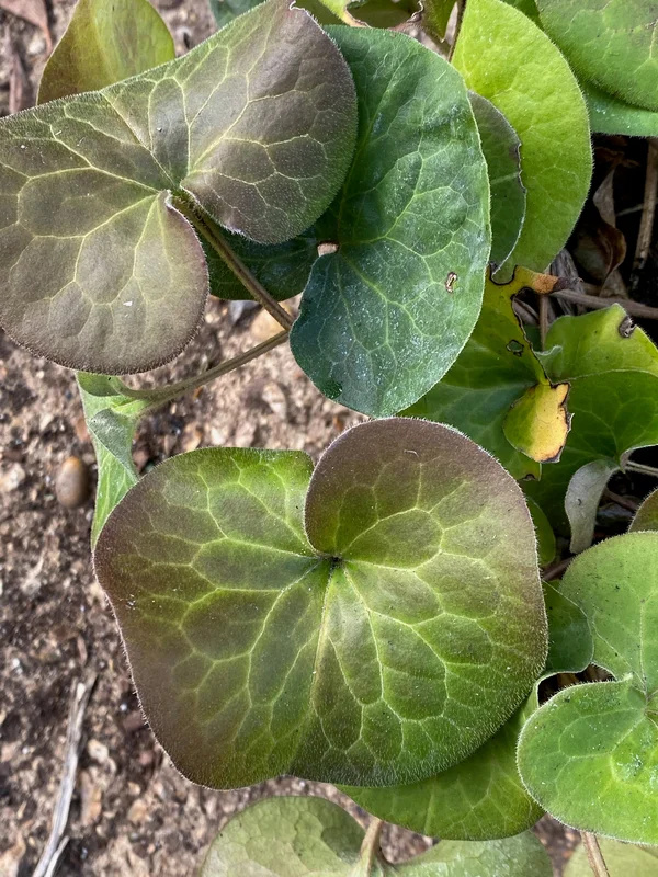 edulis3010866