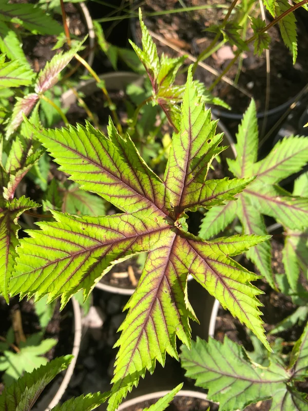 edulis3011269