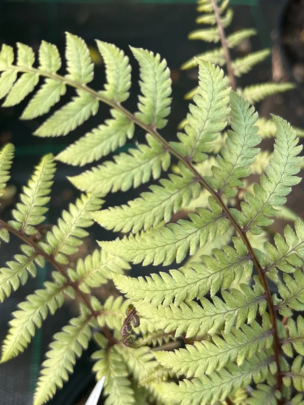 edulis3011659