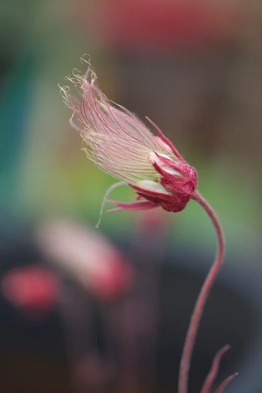 edulis3011892