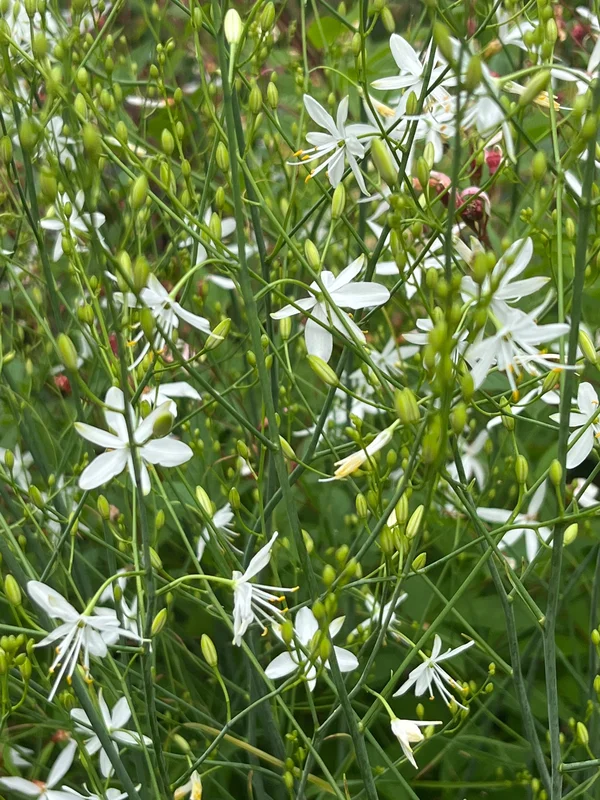 edulis3012036