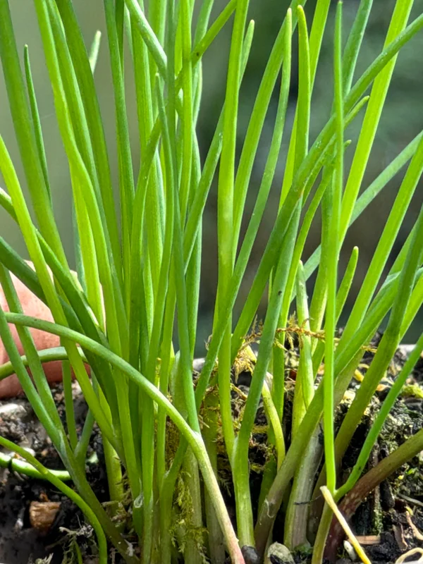 edulis3012210