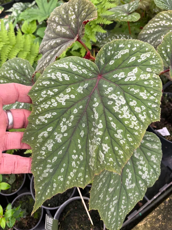 edulis3012334