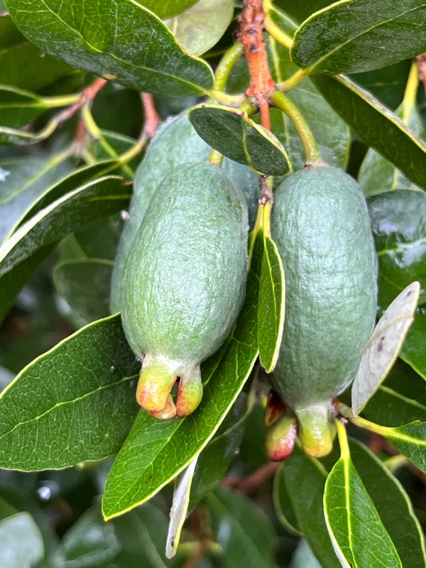 edulis3012736