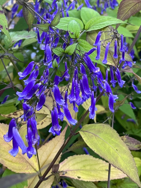 edulis3012981