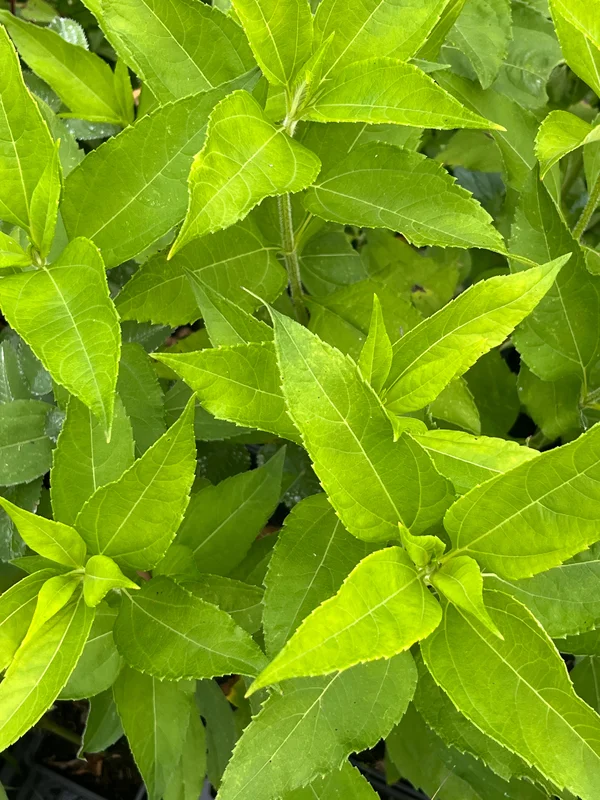 edulis3013064