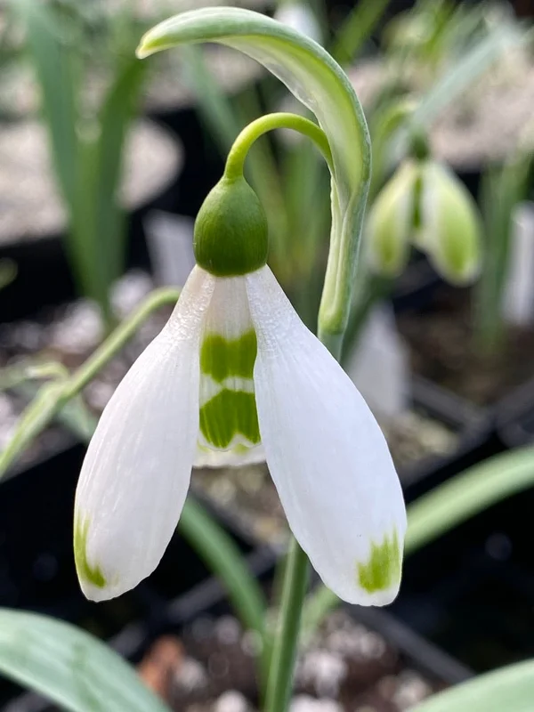 edulis3013174