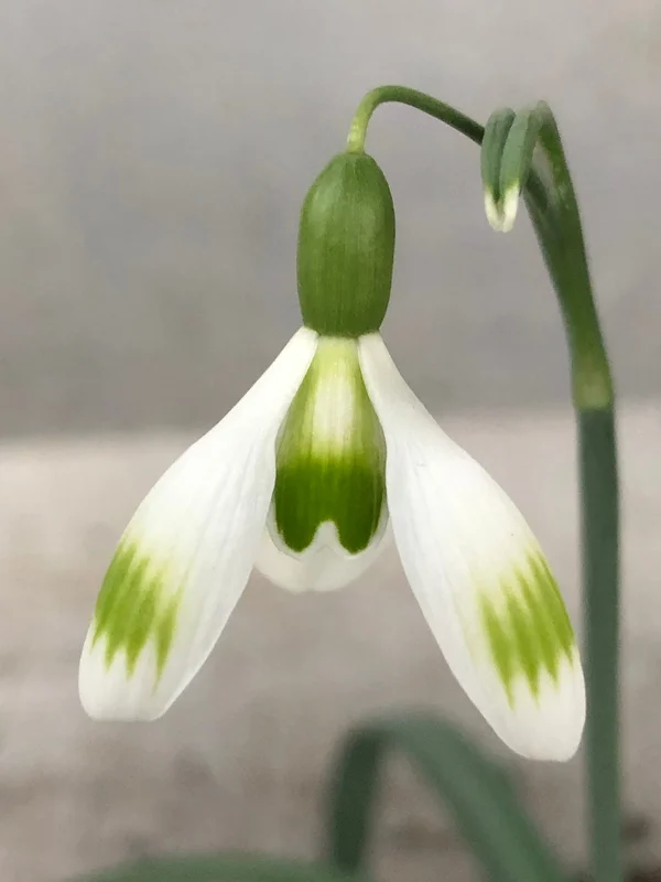 edulis3013693