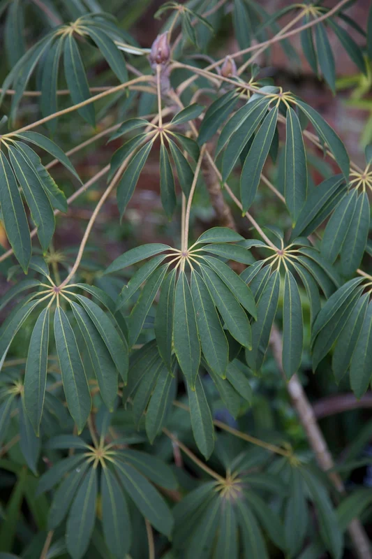 edulis3013719