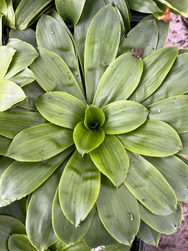 edulis3014222