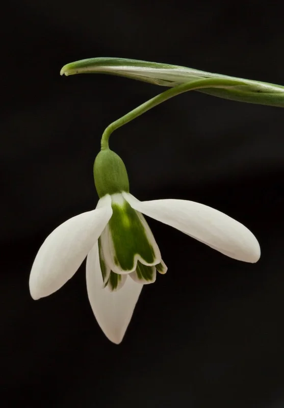 edulis3014233