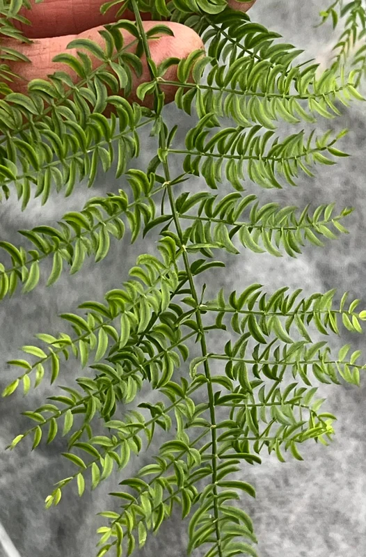 edulis3014282