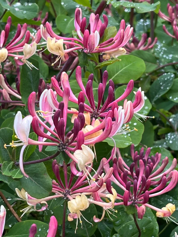 edulis3014341