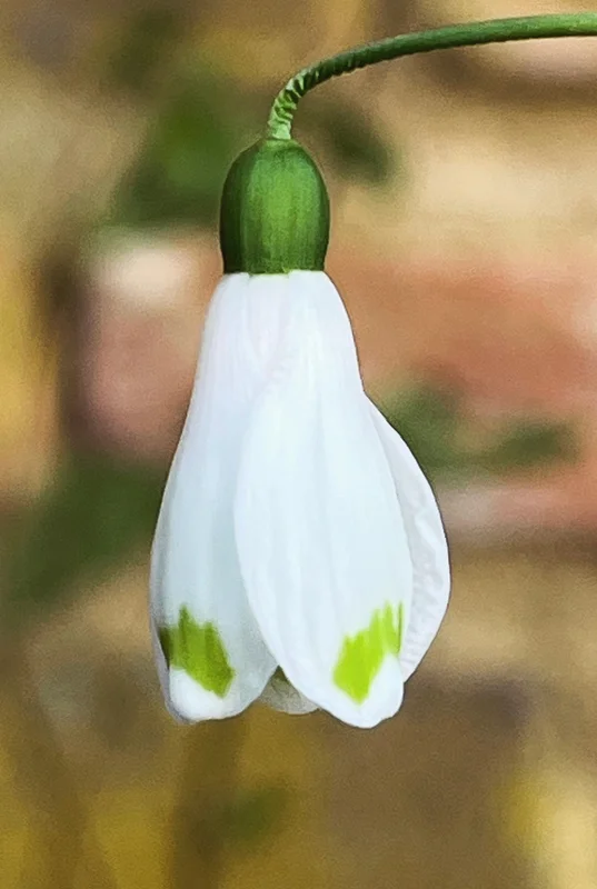 edulis3014459