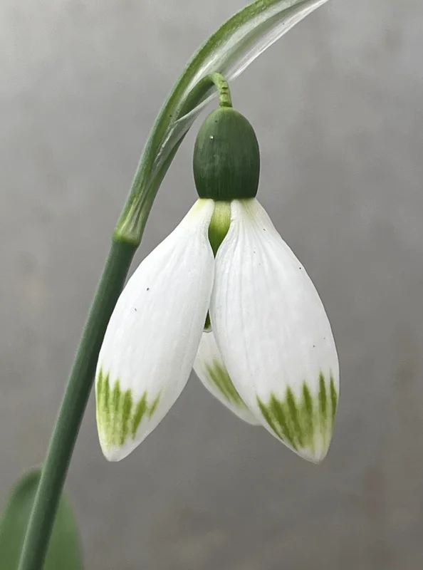 edulis3014979