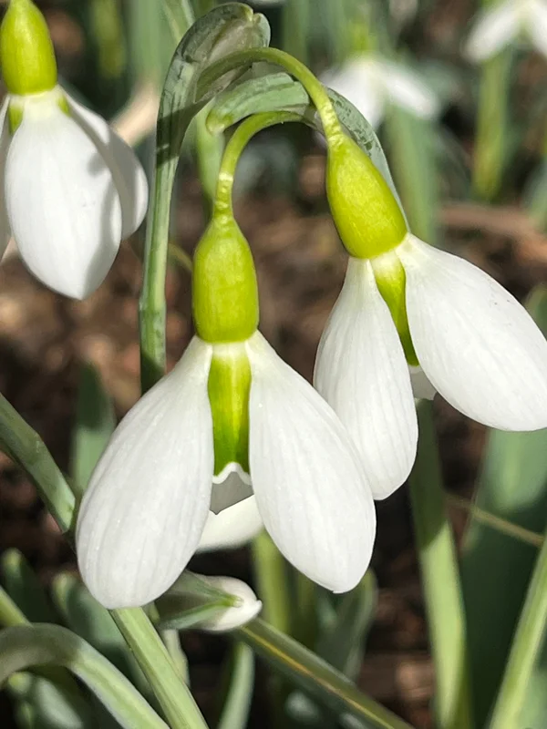 edulis3015019