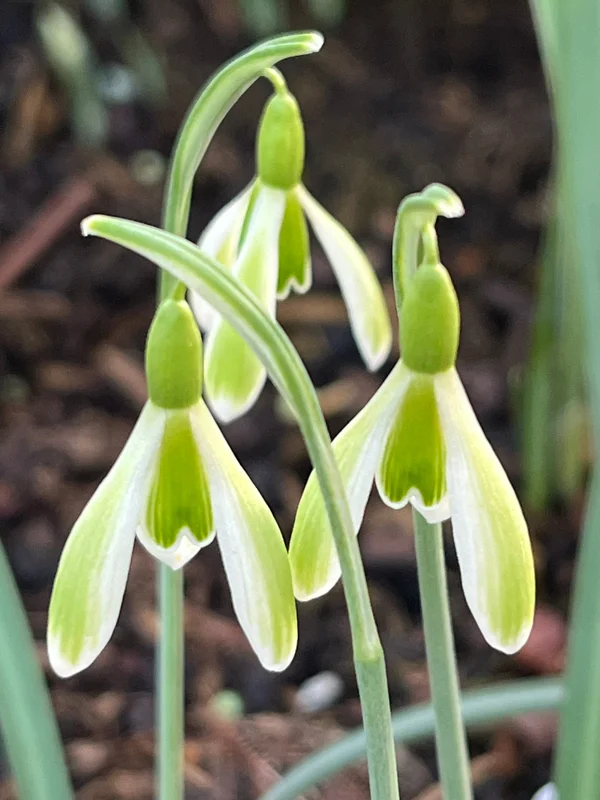 edulis3015063