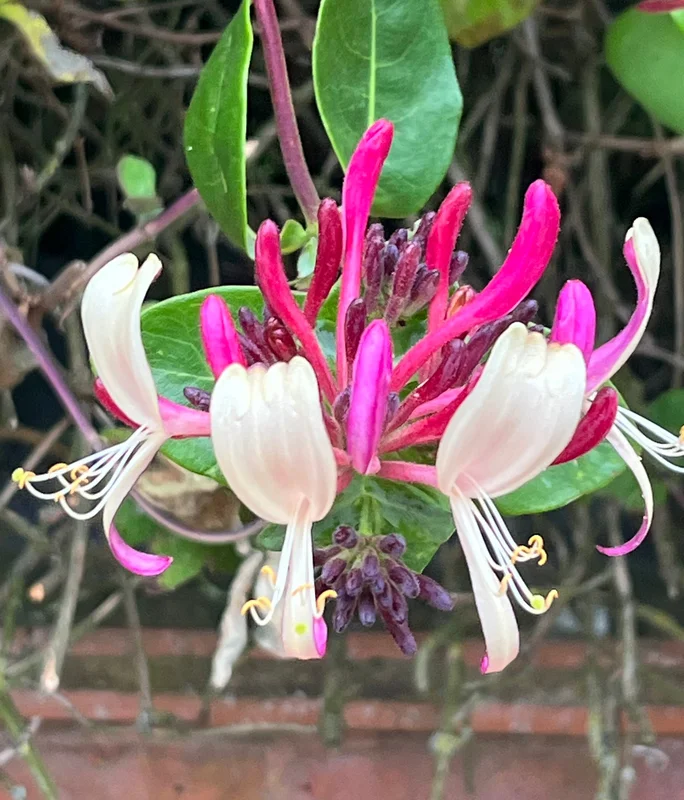 edulis3015185