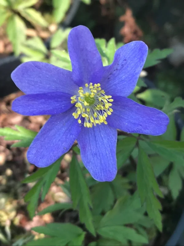 edulis3015200