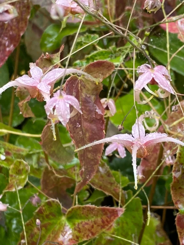edulis3015364